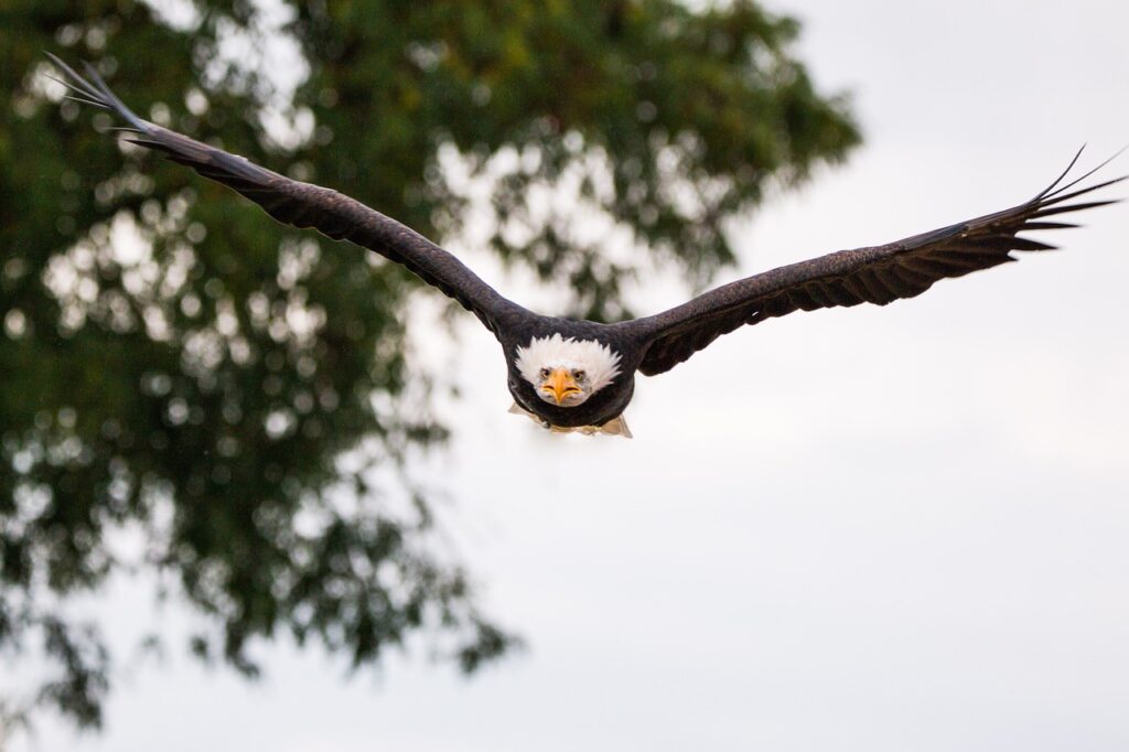 bald eagle, flying, Wonders of Wilderness Wildlife